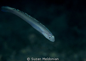 Blue Goby, Ioglossus callirus by Suzan Meldonian 